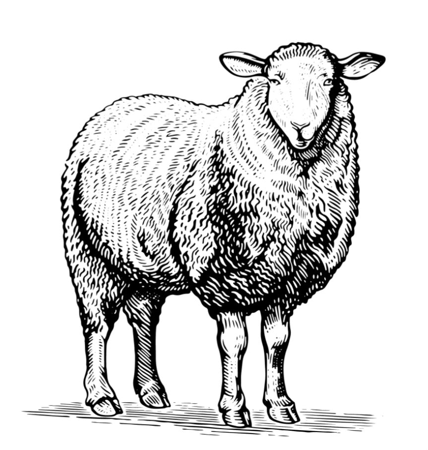 Grass Fed (Not Certified Organic) Lamb Heart, 8 oz
