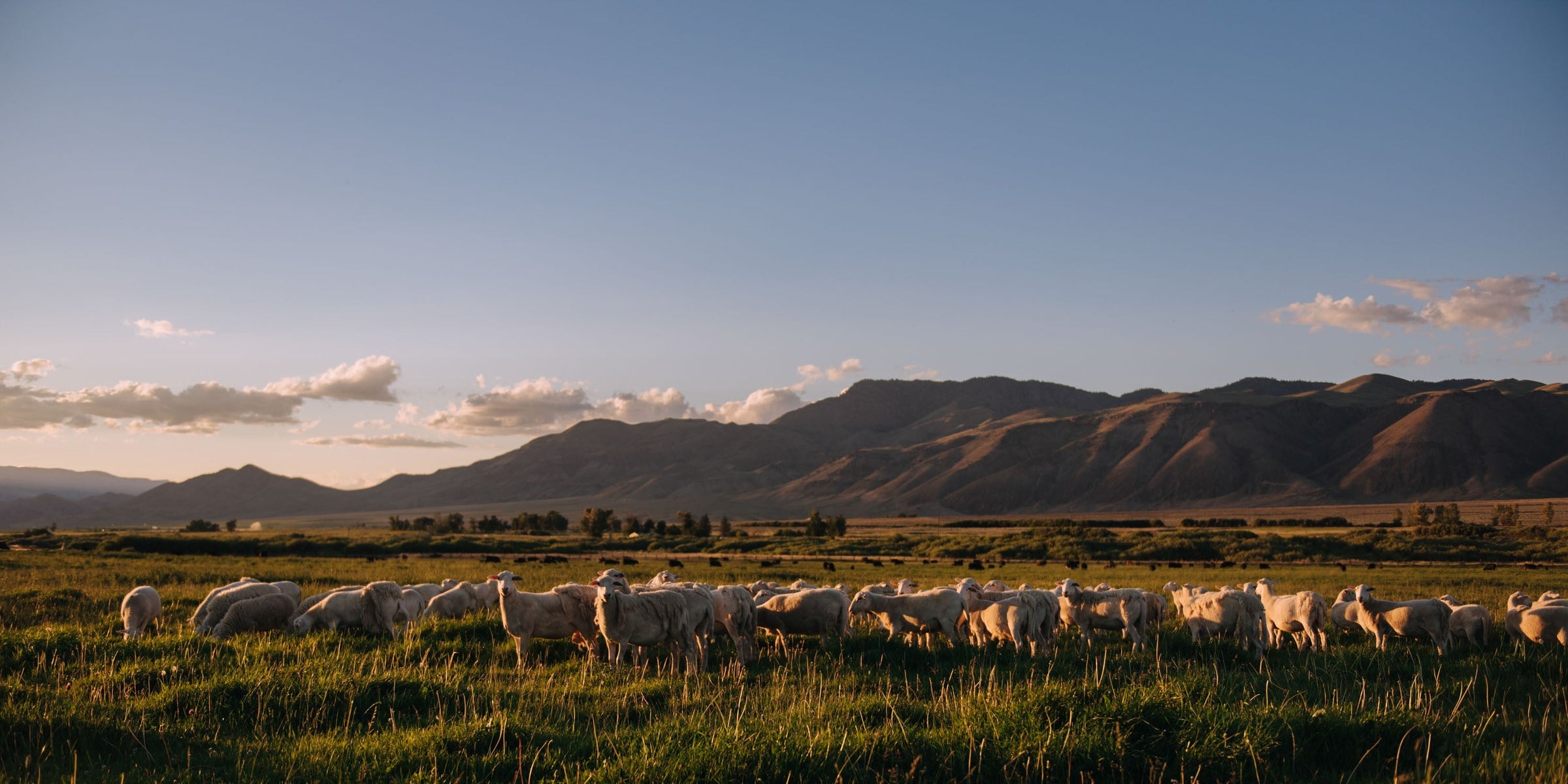 Grass Fed Lamb